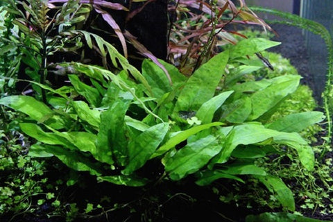 Cryptocoryne wendtii