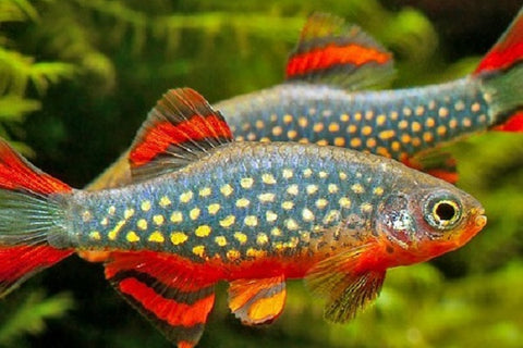 Danio