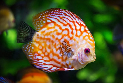 Discus