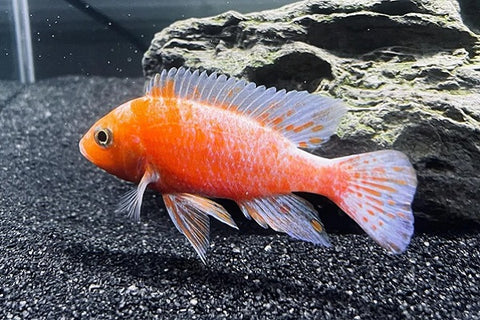 Dragon Blood Peacock Cichlid