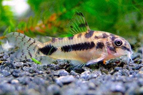 Dwarf cory