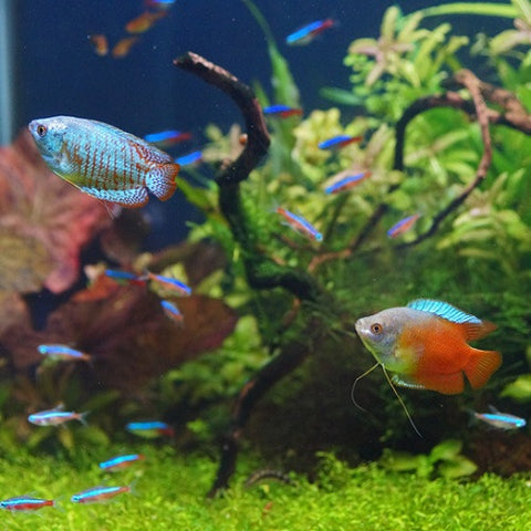 Dwarf Gouramis and Neon Tetras