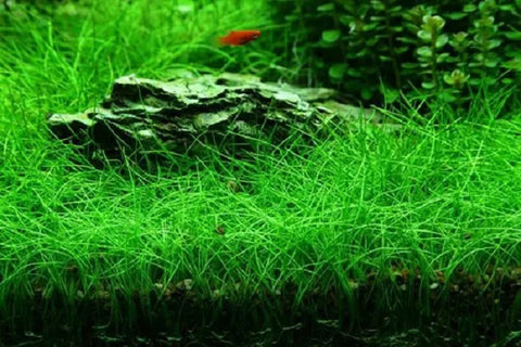How to make a grass carpet in your aquarium?