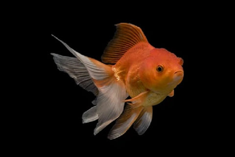 Fantail Goldfish