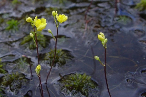 Floating Bladderwort