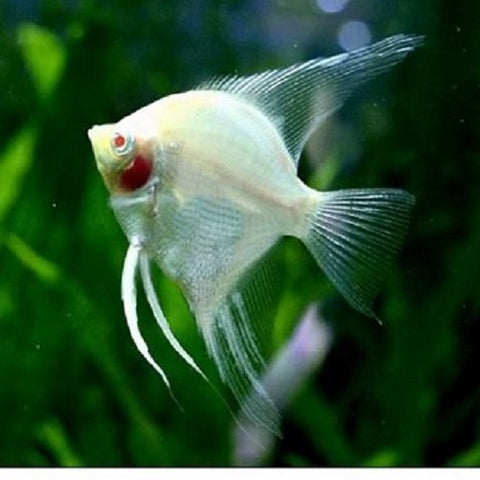Blushing Angelfish