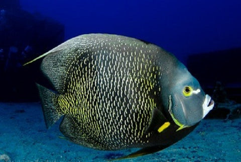 French Angelfish