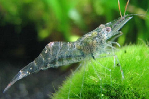 Ghost shrimp
