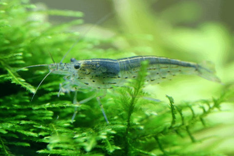 Ghost shrimp in a planted tank