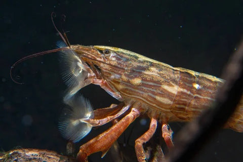 Ghost shrimp tank mate-Bamboo shrimp