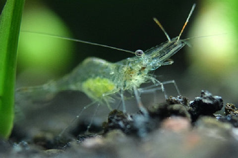 Ghost shrimp