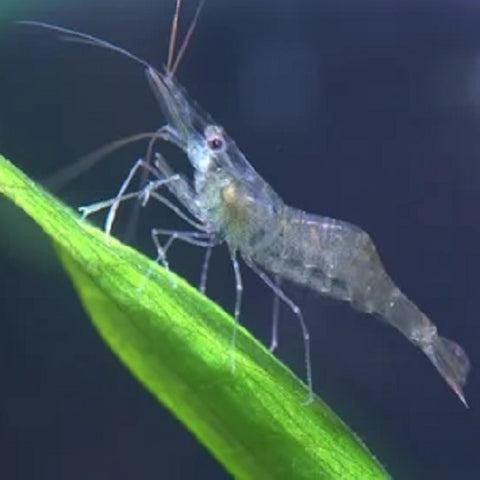 Ghost Shrimp