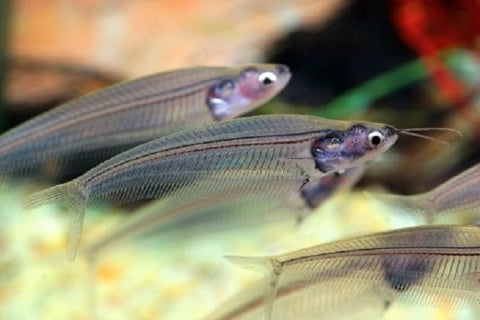 Glass Catfish