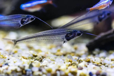 Glass Catfish