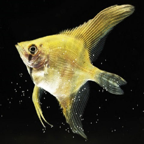 Gold Angelfish