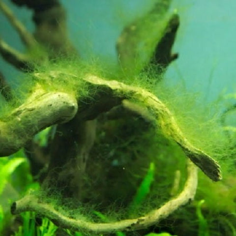 Green-hair algae
