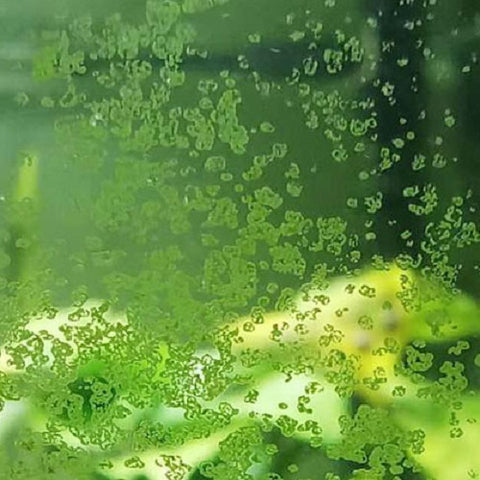 Green-spot algae
