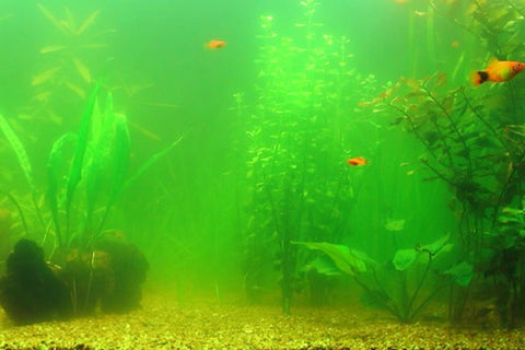 Green fish tank