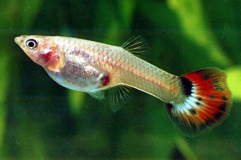 Guppy fish