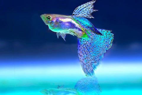 Guppy fish