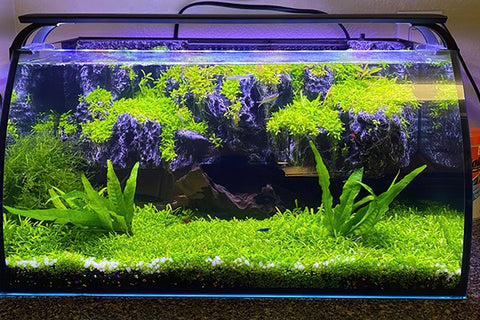 Aquarium light helps plants growth