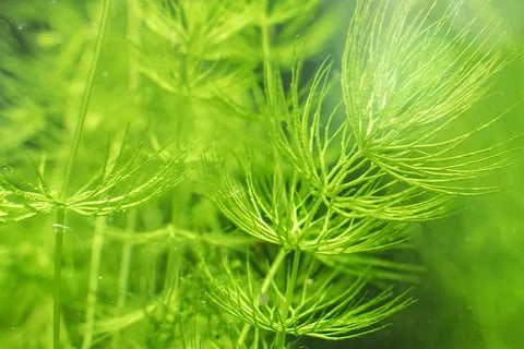 Hornwort