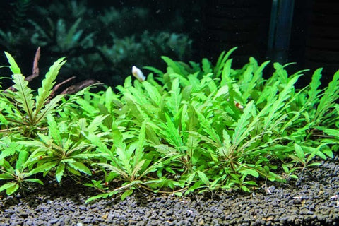 Hygrophila