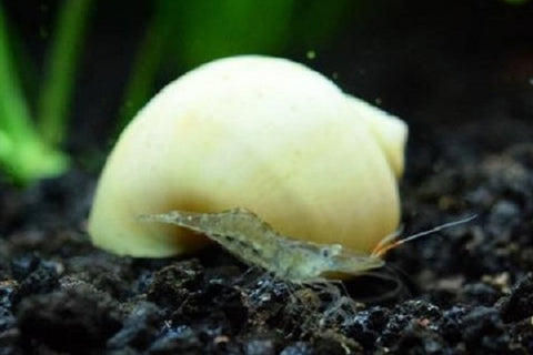 Ivory snail