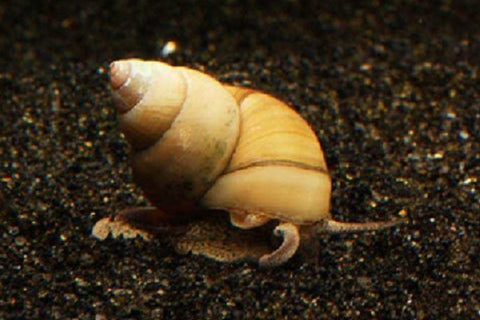 Japanese trapdoor snail