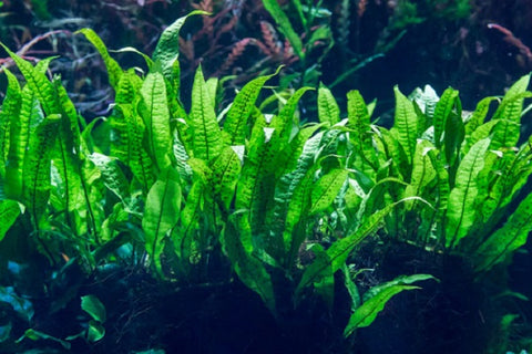 Java Fern