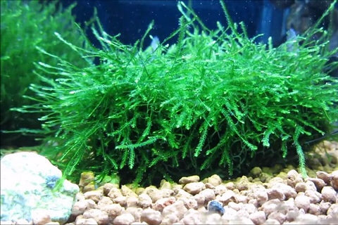 Java moss