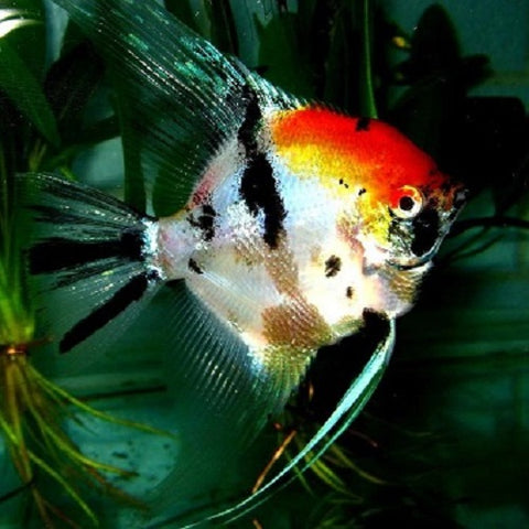 Koi Angelfish