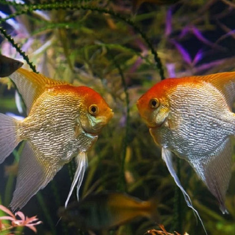 Male angelfish