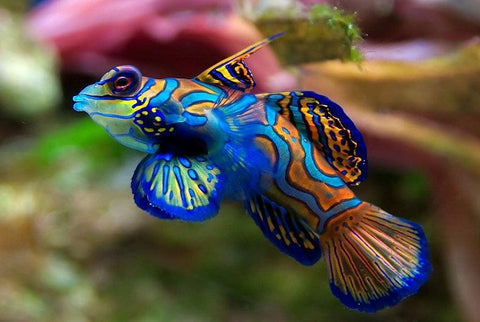 Mandarin Fish