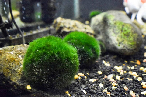 Marimo moss ball