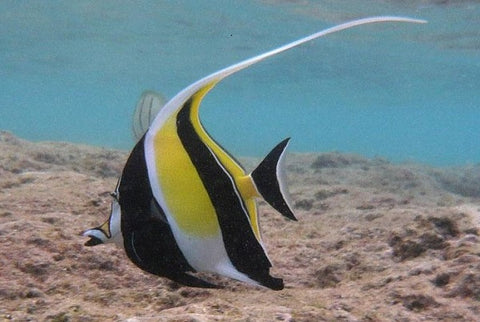 Moorish Idol