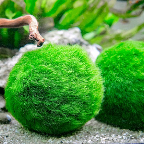 Moss ball