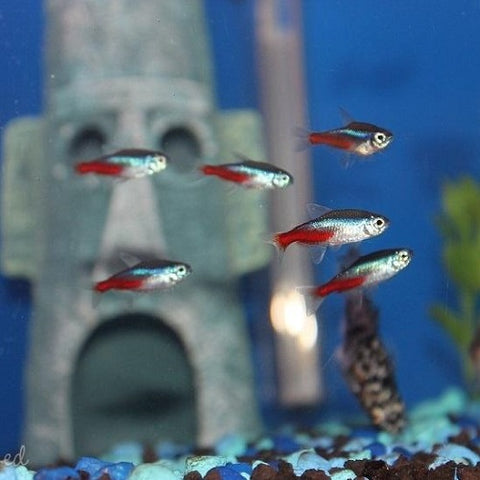 Neon Tetra