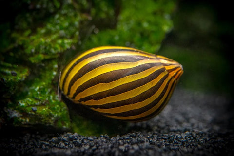 Nerite snail