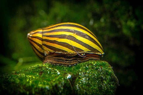 Nerite snail