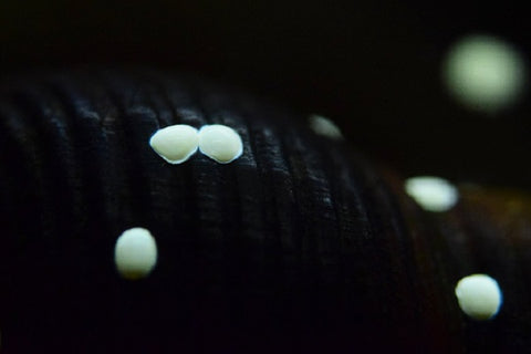 Nerite snail larvae