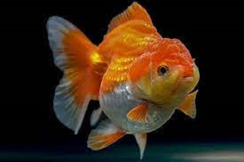 Oranda Goldfish