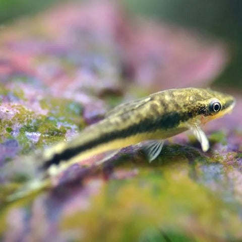 Otocinclus Catfish