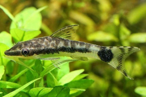 Otocinclus Catfish