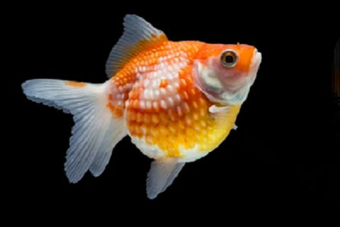 Pearlscale Goldfish