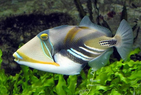 Picasso Triggerfish