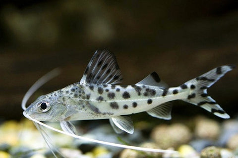 Pictus Catfish