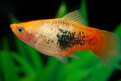 Platy fish