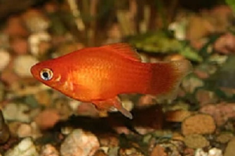 Platy Fish