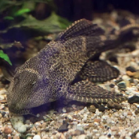 Plecostomus or plecos